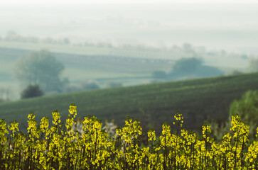 Rapeseed spring flowers