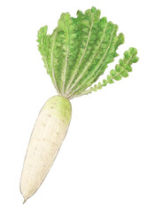 葉付き大根　水彩色鉛筆野菜イラスト