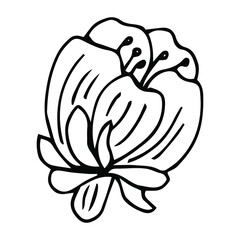 Flower art line. Sakura or Apple blossoms in vector isolated on white background. Spring flowers drawn in black and white line. Icon or symbol of spring and flowers.Doodle outline. Sketch.