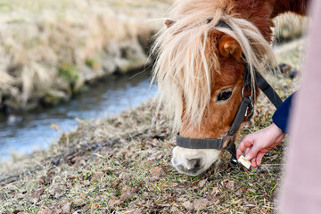 little girl holding a horse name tag.