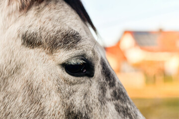 Eye of a horse with eyelashes close-up.