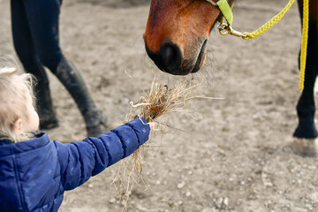 A little girl feeds horses with hay from her hands.