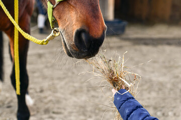 Naklejka premium A little girl feeds horses with hay from her hands.