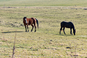Two horses graze on a green meadow and eat grass.