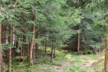 Wide angle photo of a picturesque pine forest on a summer evening.