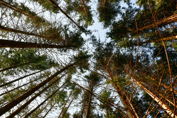 Pine forest, view from below on the crowns of green trees.