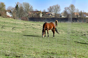Naklejka premium The horse grazes on a green meadow and eats grass.