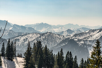 Beautiful and picturesque snowy mountains in the background, pine forest in front.