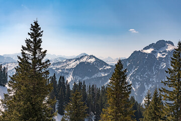 Beautiful and picturesque snowy mountains in the background, pine forest in front.