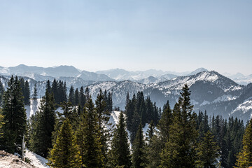 Beautiful and picturesque snowy mountains in the background, pine forest in front.