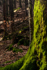 footpath in the woods