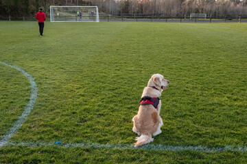 Golden adult retriever dog sitting on a grass football or soccer field. Owner in red jacket walking away towards goal post. Sunset time. Animal care and fun concept.