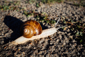 Snail