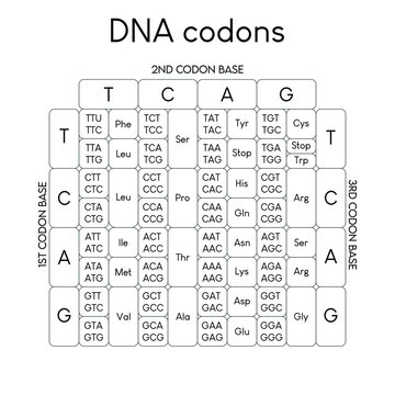 DNA codons 3.eps