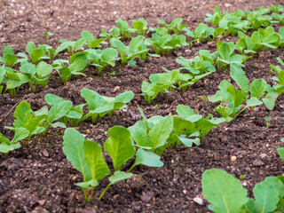 Young shoots of radish in the garden. Spring seedlings. Young radishes in the sun. Rows of shoots of vegetable crops in spring. Growing healthy food. Eco vegetables