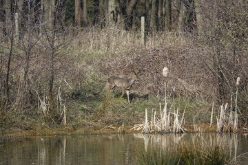 fallow deer (Dama dama) making its way towards lake