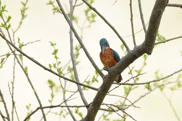 kingfisher in the forest