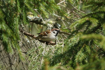 tree sparrow (Passer montanus) perched on branch of fir tree