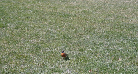 Single Red Breasted Robin on Green Grass in Spring