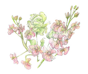 Watercolor corner made of pastel pink mattiola. Flowers drawn by hand on a white background. Delicate floral composition.