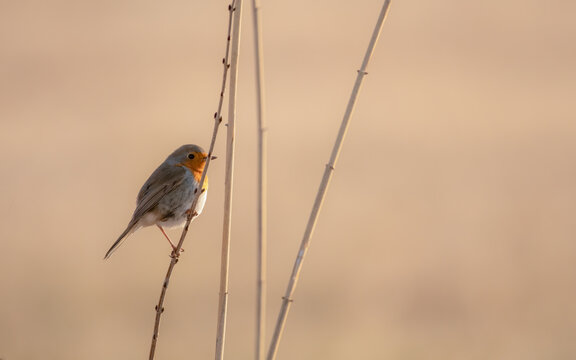 bird, wbird, wild lebende tiere, robin, natur, tier, baum,ild lebende tiere, robin, natur, tier