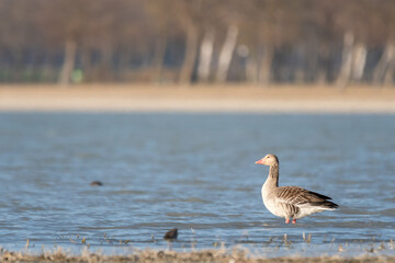 bird, wild lebende tiere, wasser, natur, wild, fliegen,