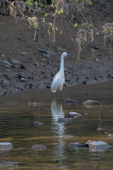 Selective of a great egret (Ardea alba) in a forest