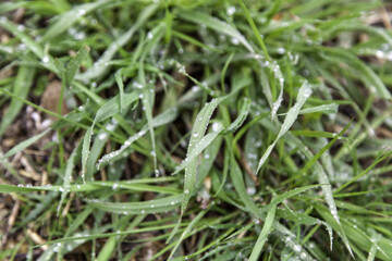 Fototapeta na wymiar Wet grass drops