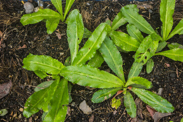 Eryngium foetidum It is a plant used for cooking, giving it a pleasant aroma and easy to grow.