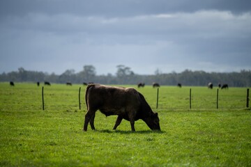 Stud Angus, wagyu, speckle park, Murray grey, Dairy and beef Cows and Bulls grazing on grass and...