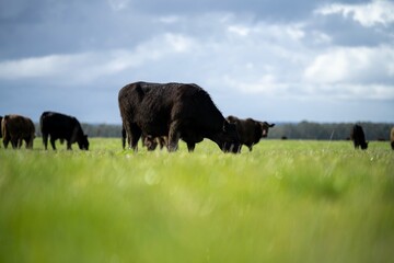 Stud Angus, wagyu, speckle park, Murray grey, Dairy and beef Cows and Bulls grazing on grass and...