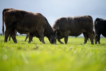 Close up of Angus and Murray Grey Cows and bulls grazing on green grass.