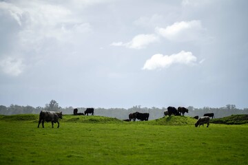Stud Angus, wagyu, speckle park, Murray grey, Dairy and beef Cows and Bulls grazing on grass and...