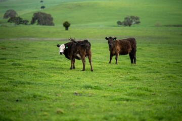 Close up of Angus and Murray Grey Cows and bulls grazing on green grass.