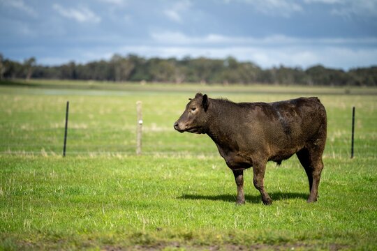 Stud Angus, wagyu, speckle park, Murray grey, Dairy and beef Cows and Bulls grazing on grass and pasture in a field. The animals are organic and free range, being grown on an agricultural farm 