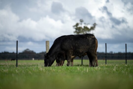 Stud Angus, wagyu, speckle park, Murray grey, Dairy and beef Cows and Bulls grazing on grass and pasture in a field. The animals are organic and free range, being grown on an agricultural farm 