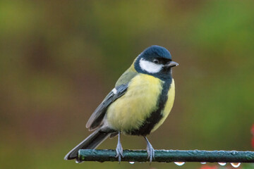 great spotted bird on a branch