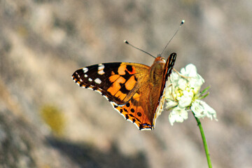 butterfly on a flower