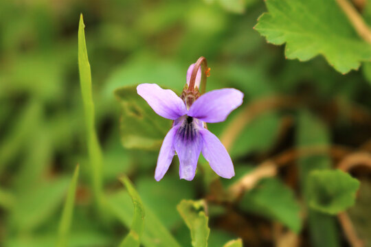 Close-up shot of a Viola reichenbachiana, the early dog-violet, or pale wood violet .