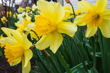 A group of yellow flowering daffodils in a spring flower bed. Flowering in the garden of spring daffodils. Daffodils with yellow flowers in natural conditions near the house
