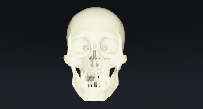 3D Set of Human skulls isolated on black background, 3d render