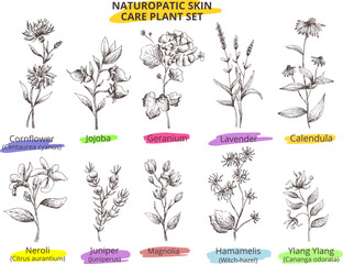 drawing vintage vector image of naturopatic 
skin care plant set. graphic sketch. jojoba,geranium,neroli,magnolia,
hamamelis. eps template for design   label,
product packaging, cosmetic oil,pharmacy - obrazy, fototapety, plakaty