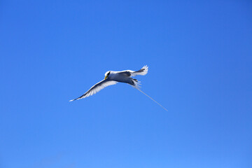 White tailed tropic bird flying over ocean in reunion island