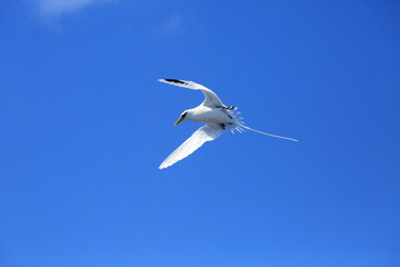 White tailed tropic bird flying over ocean in reunion island