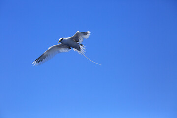 White tailed tropic bird flying over ocean in reunion island