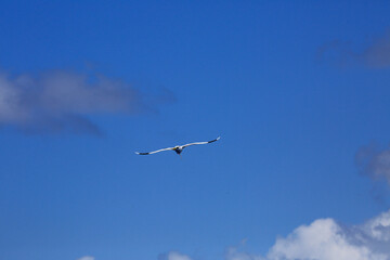 White tailed tropic bird flying over ocean in reunion island