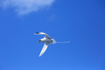 Obraz premium White tailed tropic bird flying over ocean in reunion island