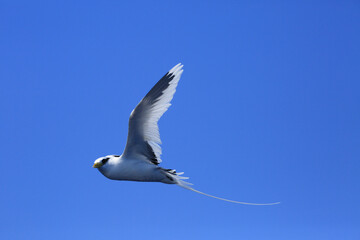 White tailed tropic bird flying over ocean in reunion island