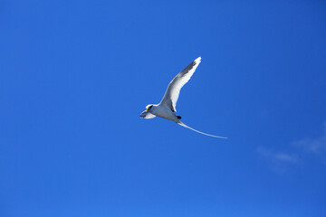 White tailed tropic bird flying over ocean in reunion island
