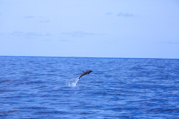 Dolphin jumbing high in blue indian ocean